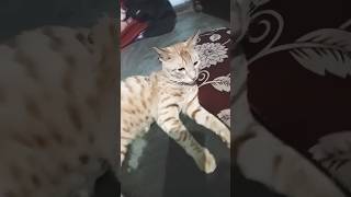 कुछ तो गड़बड़ है 😳 #funny #comedy #shorts #cat #anmals #cutecat #toffee #petlovers #youtubeshorts 😂😂