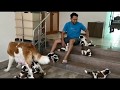 Saint Bernard - Dolly and her puppies (27 days old)