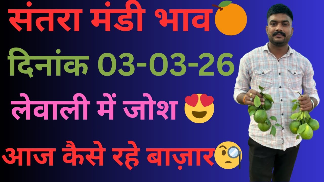 संतरा के भाव सामान्य😍🔥लेवाली में जोश नहीं!!आवक में कमी!!भवानीमडी दिनांक 03-03-26 #santara  #orange 