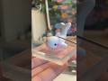 What S Your Favorite Marine Animal Orca Polymerclay 