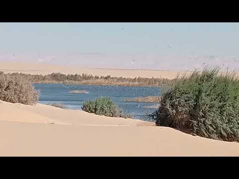 بط الكيش وبلبلول و صويه