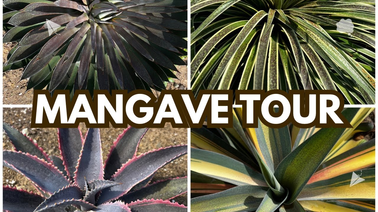 Mangave are AWESOME! - YouTube