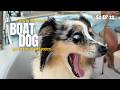 Where Does Our BOAT DOG Go to the Bathroom?! (Living at Sea Full-Time) | Sailing Afterglow S2E21