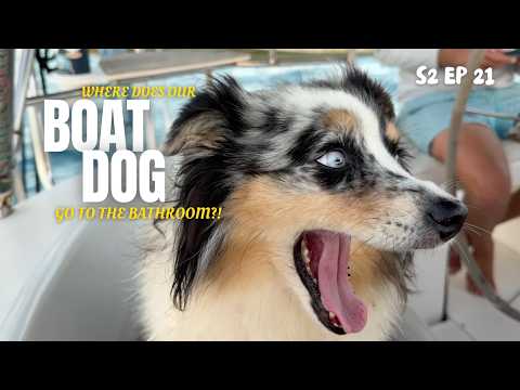Where Does Our BOAT DOG Go to the Bathroom?! (Living at Sea Full-Time) | Sailing Afterglow S2E21