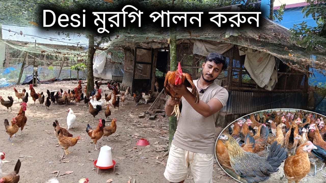 দেশি মুরগি পালনের জন্য সঠিক তথ্য জানুন । Desi murgi farming