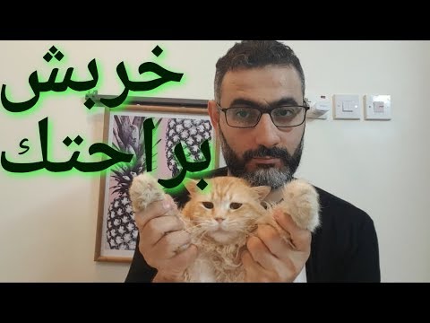 فيديو: كبح جماح القطط بالطريقة الصحيحة - بديل لخدش القطط