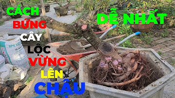 Chia Sẻ Cách Bứng Cây Lộc Vừng Lên Chậu/Dễ Nhất/Sống 100%/Xuân Lê Vlog