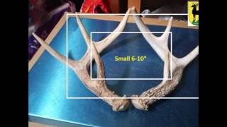 Antler Decoration Ideas (antlertopia.com)