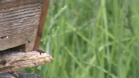 Top bar swarm trap? First swarm of 2013 season VA... accident?