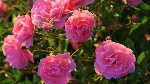 سورة الصآفات مكتوبة بصوت أيمن السويد 🌸🍃🌸