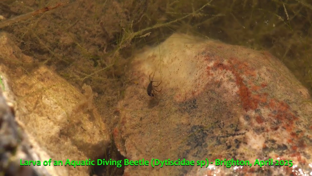 Larva of an aquatic Diving Beetle (Dytiscidae sp) - Brighton, April 2025