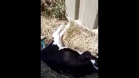 Como amarrar um bezerro?