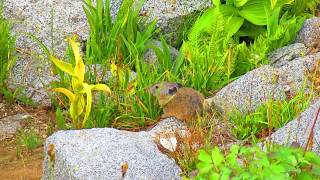 Pika Power!