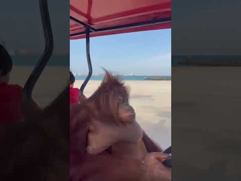 Orangutan drives a