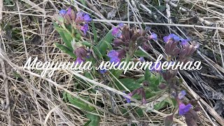 🌸 Медуница лекарственная 🌸 цветок не только полезный, но и вкусный 😍