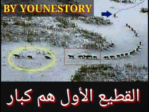 قافلة الذئاب رائع