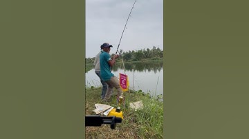 Câu cá tra sông cám R1 và R3 #camr1 #camr2 #camr3 #catrasong