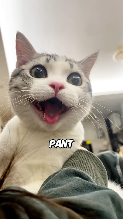 Why Is Your Cat Panting? 🥵