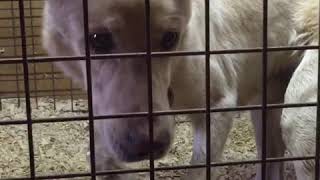 Приют Майский День Иваново Приют Майский День Иваново