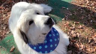 ピレニーズはちょうどいい季節になりました greatpyrenees グレートピレニーズ