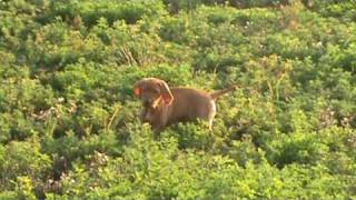 Orange girl with toy in field.mpg