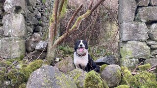 We found something in the woods? Adventures with a border collie