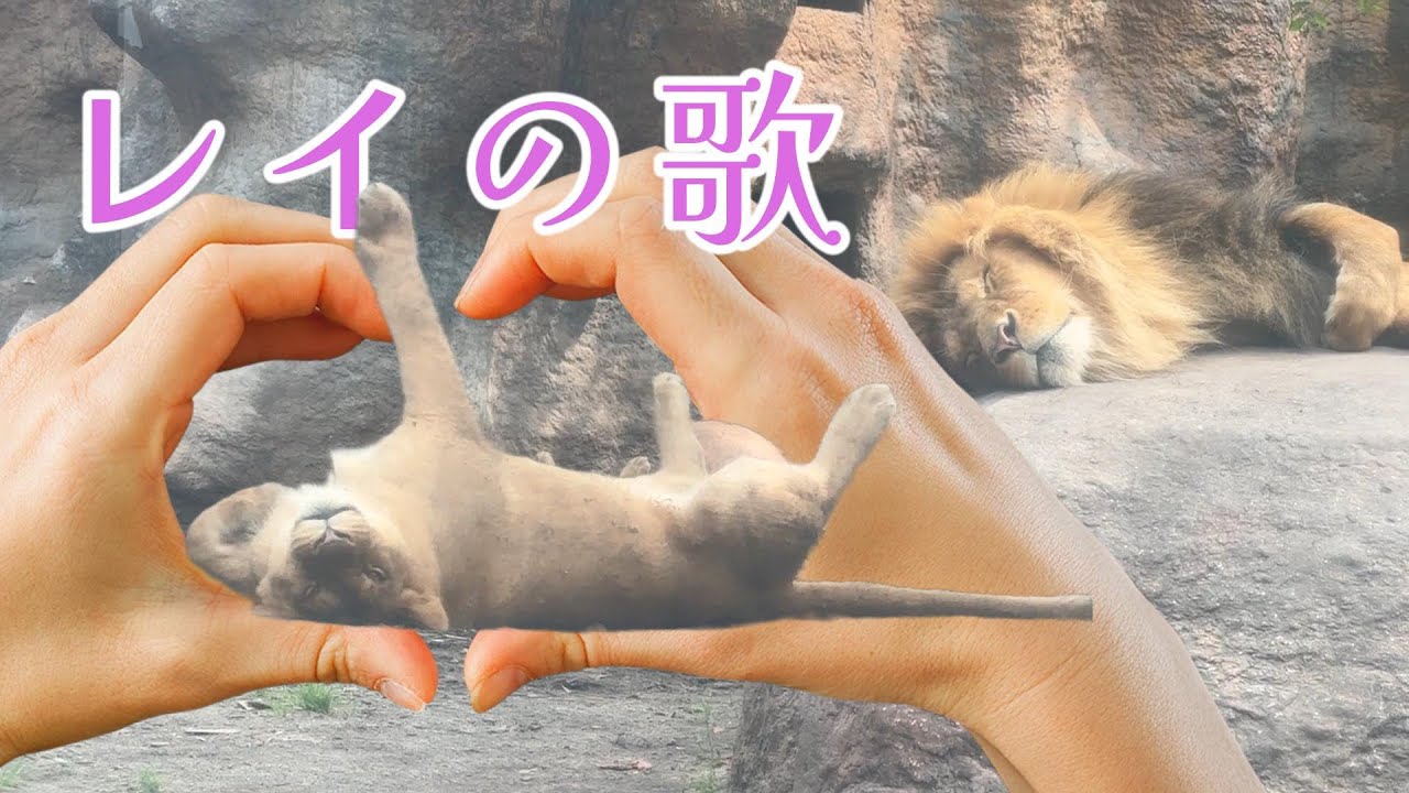 オリジナルソング#9「想像のななめ上をいく（園長もドン引き！）・レイの歌」旭山動物園／あさひやま動物園ライオン