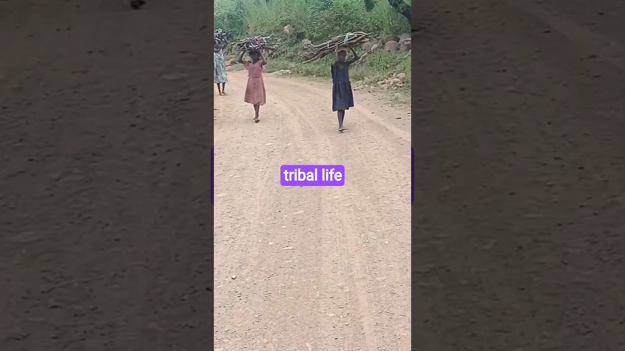 Collect Forest wood stick for cooking. आदिवासी जल जमीन जंगल 