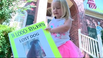 How to avoid lost pet scams