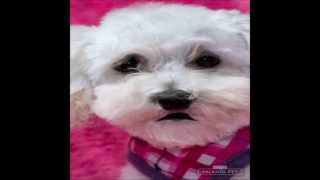 Michnelle - To Have a Heart - Maltese Rescue California by Maltese Rescue California 1,713 views 10 years ago 2 minutes, 22 seconds