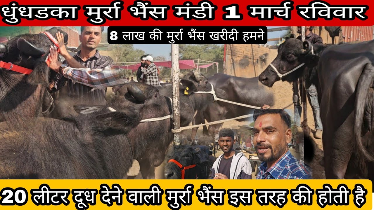 8 लाख 🙄 की #मुर्रा_भैंस 🐃 खरीदी #धुंधडका पशु मंडी से #dhundhadka 1 मार्च रविवार #murrha_buffelo 