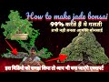 How to make jade bonsai           first growth wiring pruning