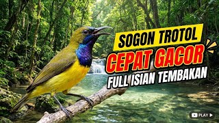 SOGON NEMBAK NGEKEK DURASI PANJANG! FULL ISIAN MEWAH 