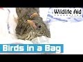 Baby Birds Rescued in a Plastic Bag!
