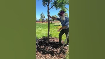 How do YOU Mulch? #landscape #trees #gardening #horticulture #education  #nature #mulching