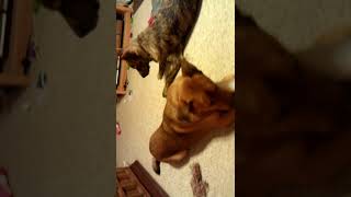Kahlua and Bailey playing together 9-30-2011 r.i.p.