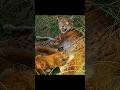 Baby Lynx Still Fully Depend on Their Mother’s Milk#wildlife #animals #short #video