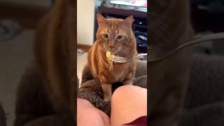 Funny Cats 😺 Episode 205 #Shorts