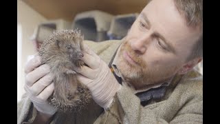 Bovis Homes: Hedgehog Highways