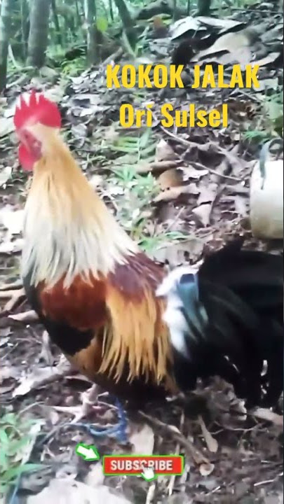AYAM HUTAN JALAK BERKOKOK.#shorts