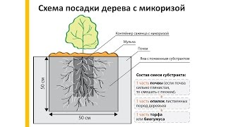 Высадка саженца Гинкго Билоба из контейнера