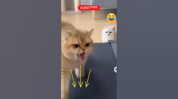 You should stop blaming others for your mistakes 😂 #cat #catshorts #catvideos #catvideo #funnyvideo