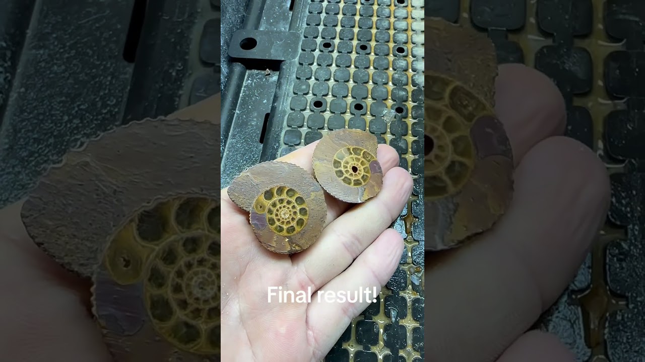 Lets cut and polish this beautiful ammonite fossil 