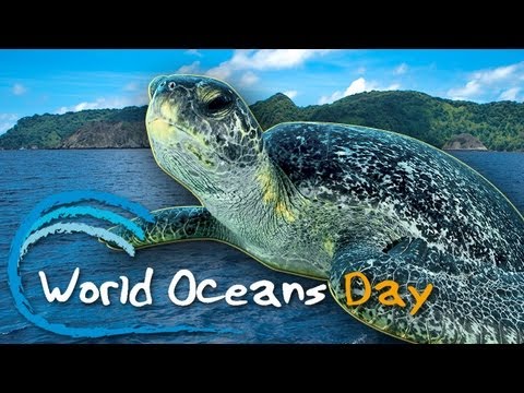Video: Paano Ipinagdiriwang Ang World Oceans Day