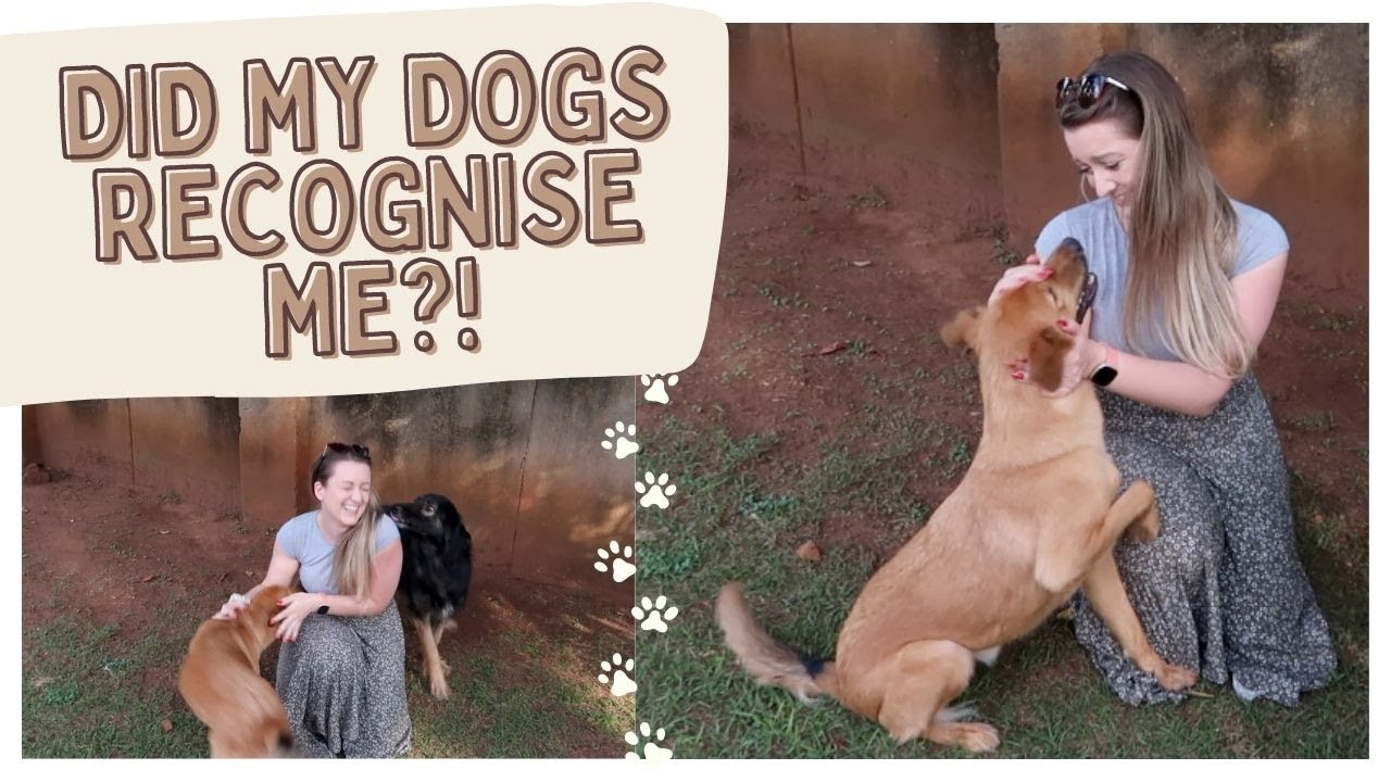 SEEING MY DOGS AFTER OVER A YEAR APART 🐕💕 - YouTube