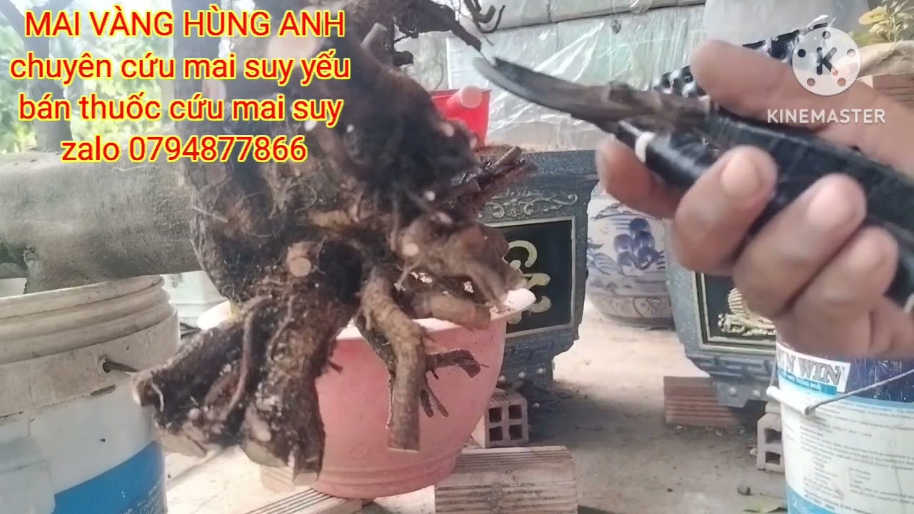 Chia sẻ kỹ thuật cứu mai suy