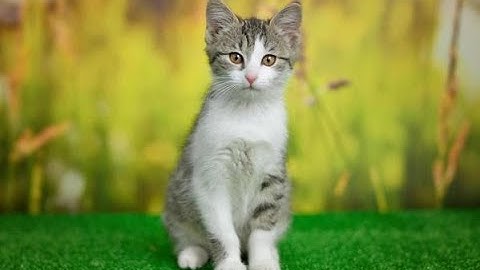 "Unbelievable! This Cat's Hilarious Antics Will Make You Laugh Out Loud! 😺✨"#cat #short #viral #fype