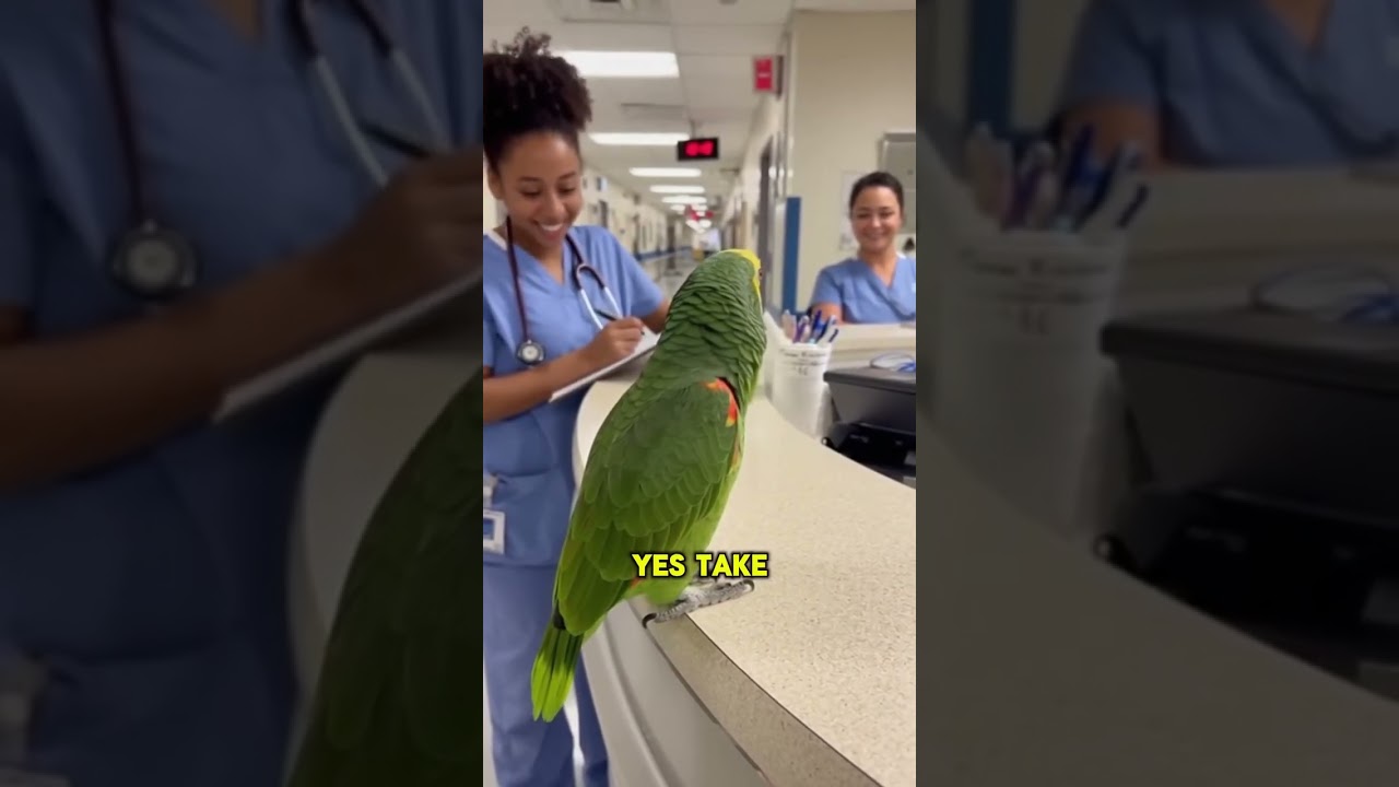 Parrot visits hospital nurses can’t stop laughing! 😂🦜#funny #parrotcomedy #parrot#sora #animalcomedy