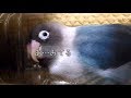 ボタンインコのボタンちゃん小ネタ集2