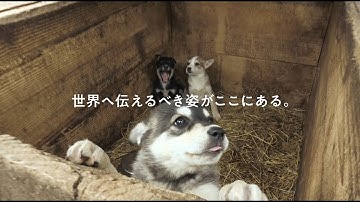 映画『犬と戦争　ウクライナで私が見たこと』予告編